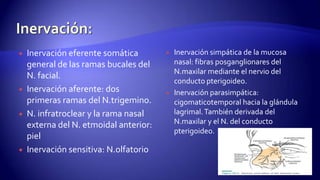  Inervación eferente somática
general de las ramas bucales del
N. facial.
 Inervación aferente: dos
primeras ramas del N.trigemino.
 N. infratroclear y la rama nasal
externa del N. etmoidal anterior:
piel
 Inervación sensitiva: N.olfatorio
 Inervación simpática de la mucosa
nasal: fibras posganglionares del
N.maxilar mediante el nervio del
conducto pterigoideo.
 Inervación parasimpática:
cigomaticotemporal hacia la glándula
lagrimal.También derivada del
N.maxilar y el N. del conducto
pterigoideo.
 