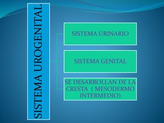 SISTEMAUROGENITAL
SISTEMA URINARIO
SISTEMA GENITAL
SE DESARROLLAN DE LA
CRESTA ( MESODERMO
INTERMEDIO)
 