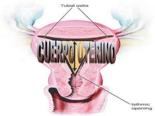 CUERPO UTERINO CUERPO UTERINO 