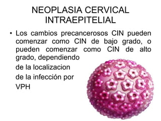 NEOPLASIA CERVICAL INTRAEPITELIAL Los cambios precancerosos CIN pueden comenzar como CIN de bajo grado, o pueden comenzar como CIN de alto grado, dependiendo  de la localizacion  de la infección por  VPH 