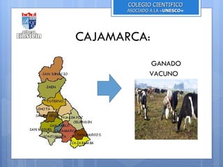 COLEGIO CIENTIFICO
      ASOCIADO A LA «UNESCO»
                     UNESCO




CAJAMARCA:
              GANADO
              VACUNO
 