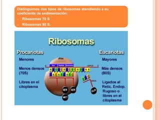 Distinguimos dos tipos de ribosomas atendiendo a su
coeficiente de sedimentación:
o Ribosomas 70 S
o Ribosomas 80 S.
 
