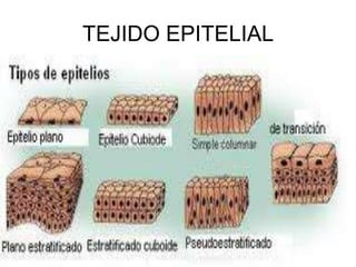 TEJIDO EPITELIAL
 
