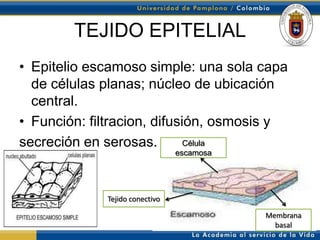 TEJIDO EPITELIAL
• Epitelio escamoso simple: una sola capa
  de células planas; núcleo de ubicación
  central.
• Función: filtracion, difusión, osmosis y
secreción en serosas.        Célula
                                escamosa




             Tejido conectivo

                                           Membrana
                                             basal
 