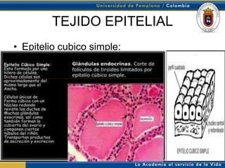 TEJIDO EPITELIAL
• Epitelio cubico simple:
 