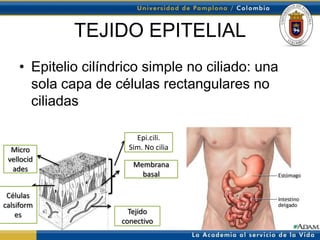 TEJIDO EPITELIAL
    • Epitelio cilíndrico simple no ciliado: una
      sola capa de células rectangulares no
      ciliadas

                         Epi.cili.
  Micro                Sim. No cilia
 vellocid
                        Membrana
  ades
                          basal

 Células
calsiform
    es                 Tejido
                     conectivo
 