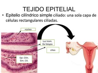 TEJIDO EPITELIAL
• Epitelio cilíndrico simple ciliado: una sola capa de
  células rectangulares ciliadas.
                núcleo



                         Luz trom.
                         De falopio

                                cilios


          Epi. Cilin.
          Sim. Cili.
 
