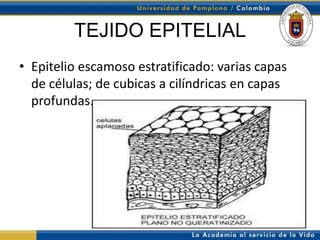 TEJIDO EPITELIAL
• Epitelio escamoso estratificado: varias capas
  de células; de cubicas a cilíndricas en capas
  profundas.
 
