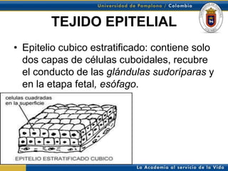 TEJIDO EPITELIAL
• Epitelio cubico estratificado: contiene solo
  dos capas de células cuboidales, recubre
  el conducto de las glándulas sudoríparas y
  en la etapa fetal, esófago.
 