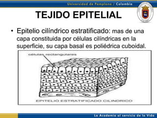 TEJIDO EPITELIAL
• Epitelio cilíndrico estratificado: mas de una
  capa constituida por células cilíndricas en la
  superficie, su capa basal es poliédrica cuboidal.
 