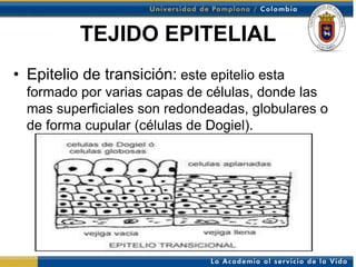 TEJIDO EPITELIAL
• Epitelio de transición: este epitelio esta
  formado por varias capas de células, donde las
  mas superficiales son redondeadas, globulares o
  de forma cupular (células de Dogiel).
 