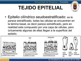 TEJIDO EPITELIAL
• Epitelio cilíndrico seudoestratificado: se le
  parece estratificado, todas las células se encuentran en
  la lámina basal, es decir parece estratificado, pero en
  realidad esta compuesto por una capa de células, pero
  únicamente algunas de ellas llegan a la superficie del
  epitelio.
 