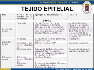 TEJIDO EPITELIAL
 