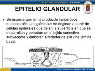 EPITELIO GLANDULAR
• Se especializan en la producde varios tipos
  de secreción. Las glándulas se originan a partir de
  células epiteliales que dejan la superficie en que se
  desarrollan y penetran en el tejido conectivo
  subyacente y elaboran alrededor de ella una lámina
  basal.
 