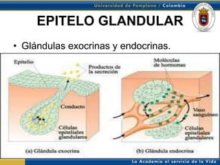 EPITELO GLANDULAR
• Glándulas exocrinas y endocrinas.
 