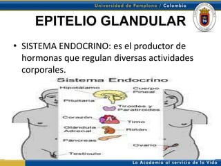 EPITELIO GLANDULAR
• SISTEMA ENDOCRINO: es el productor de
  hormonas que regulan diversas actividades
  corporales.
 