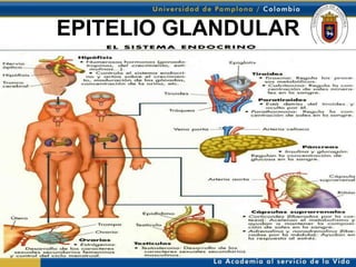 EPITELIO GLANDULAR
 