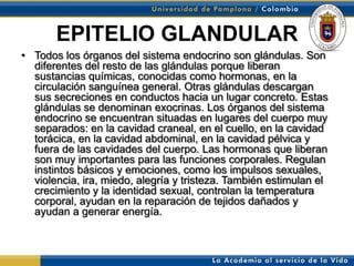 EPITELIO GLANDULAR
• Todos los órganos del sistema endocrino son glándulas. Son
  diferentes del resto de las glándulas porque liberan
  sustancias químicas, conocidas como hormonas, en la
  circulación sanguínea general. Otras glándulas descargan
  sus secreciones en conductos hacia un lugar concreto. Estas
  glándulas se denominan exocrinas. Los órganos del sistema
  endocrino se encuentran situadas en lugares del cuerpo muy
  separados: en la cavidad craneal, en el cuello, en la cavidad
  torácica, en la cavidad abdominal, en la cavidad pélvica y
  fuera de las cavidades del cuerpo. Las hormonas que liberan
  son muy importantes para las funciones corporales. Regulan
  instintos básicos y emociones, como los impulsos sexuales,
  violencia, ira, miedo, alegría y tristeza. También estimulan el
  crecimiento y la identidad sexual, controlan la temperatura
  corporal, ayudan en la reparación de tejidos dañados y
  ayudan a generar energía.
 