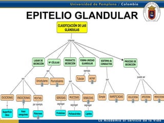 EPITELIO GLANDULAR
 