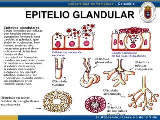 EPITELIO GLANDULAR
 