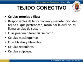TEJIDO CONECTIVO
• Células propias o fijas:
• Responsables de la formación y manutención del
  tejido al que pertenecen, razón por la cuál se las
  llama células de sostén.
• Ellas pueden diferenciarse como:
• Células mesénquimas.
• Fibroblastos y fibrocitos
• Células reticulares
• Células adiposas.
 