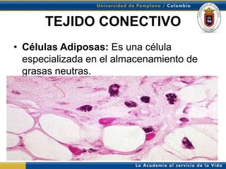 TEJIDO CONECTIVO
• Células Adiposas: Es una célula
  especializada en el almacenamiento de
  grasas neutras.
 