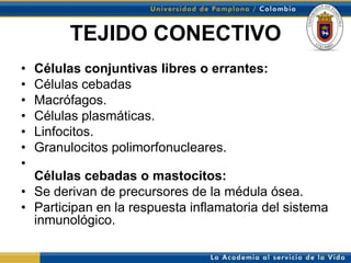 TEJIDO CONECTIVO
•   Células conjuntivas libres o errantes:
•   Células cebadas
•   Macrófagos.
•   Células plasmáticas.
•   Linfocitos.
•   Granulocitos polimorfonucleares.
•
  Células cebadas o mastocitos:
• Se derivan de precursores de la médula ósea.
• Participan en la respuesta inflamatoria del sistema
  inmunológico.
 