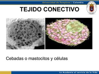 TEJIDO CONECTIVO




Cebadas o mastocitos y células
 