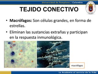 TEJIDO CONECTIVO
• Macrófagos: Son células grandes, en forma de
  estrellas.
• Eliminan las sustancias extrañas y participan
  en la respuesta inmunológica.




                                    macrófagos
 