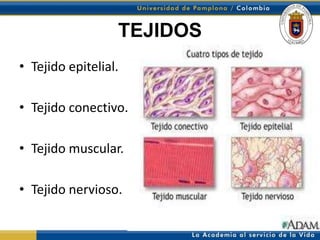 TEJIDOS
• Tejido epitelial.

• Tejido conectivo.

• Tejido muscular.

• Tejido nervioso.
 