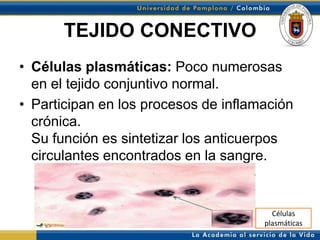 TEJIDO CONECTIVO
• Células plasmáticas: Poco numerosas
  en el tejido conjuntivo normal.
• Participan en los procesos de inflamación
  crónica.
  Su función es sintetizar los anticuerpos
  circulantes encontrados en la sangre.


                                        Células
                                      plasmáticas
 