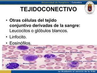 TEJIDOCONECTIVO
• Otras células del tejido
  conjuntivo derivadas de la sangre:
  Leucocitos o glóbulos blancos.
• Linfocito.
• Eosinófilos.
 