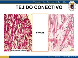 TEJIDO CONECTIVO




       FIBRAS
 