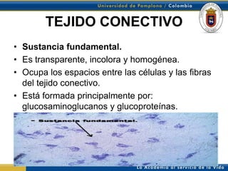 TEJIDO CONECTIVO
• Sustancia fundamental.
• Es transparente, incolora y homogénea.
• Ocupa los espacios entre las células y las fibras
  del tejido conectivo.
• Está formada principalmente por:
  glucosaminoglucanos y glucoproteínas.
 