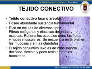 TEJIDO CONECTIVO
• Tejido conectivo laxo o areolar:
• Posee abundante sustancia fundamental.
• Rico en células de diversos tipos.
  Fibras colágenas y elásticas delgadas y
  escasas. Rellena los espacios entre las fibras
  y haces musculares. Se encuentra en la piel, en
  las mucosas y en las glándulas.
• El tejido conjuntivo laxo es de consistencia
  delicada, flexible y poco resistente a las
  tracciones.
 