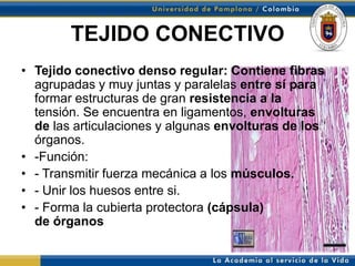 TEJIDO CONECTIVO
• Tejido conectivo denso regular: Contiene fibras
  agrupadas y muy juntas y paralelas entre sí para
  formar estructuras de gran resistencia a la
  tensión. Se encuentra en ligamentos, envolturas
  de las articulaciones y algunas envolturas de los
  órganos.
• -Función:
• - Transmitir fuerza mecánica a los músculos.
• - Unir los huesos entre si.
• - Forma la cubierta protectora (cápsula)
  de órganos
 