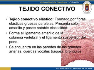 TEJIDO CONECTIVO
• Tejido conectivo elástico: Formado por fibras
  elásticas gruesas paralelas. Presenta color
  amarillo y posee notable elasticidad.
• Forma el ligamento amarillo de la
  columna vertebral y el ligamento suspensor del
  pene.
• Se encuentra en las paredes de las grandes
  arterias, cuerdas vocales tráquea, bronquios.
 