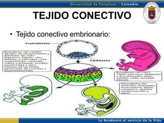 TEJIDO CONECTIVO
• Tejido conectivo embrionario:
 