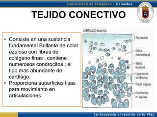 TEJIDO CONECTIVO

• Consiste en una sustancia
  fundamental Brillante de color
  azuloso con fibras de
  colágeno finas ; contiene
  numerosos condrocitos ; el
  tipo mas abundante de
  cartílago.
• Proporciona superficies lisas
  para movimiento en
  articulaciones
 