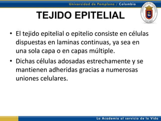 TEJIDO EPITELIAL
• El tejido epitelial o epitelio consiste en células
  dispuestas en laminas continuas, ya sea en
  una sola capa o en capas múltiple.
• Dichas células adosadas estrechamente y se
  mantienen adheridas gracias a numerosas
  uniones celulares.
 
