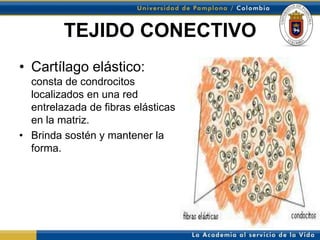 TEJIDO CONECTIVO
• Cartílago elástico:
  consta de condrocitos
  localizados en una red
  entrelazada de fibras elásticas
  en la matriz.
• Brinda sostén y mantener la
  forma.
 
