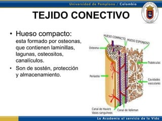TEJIDO CONECTIVO
• Hueso compacto:
  esta formado por osteonas,
  que contienen laminillas,
  lagunas, osteositos,
  canalículos.
• Son de sostén, protección
  y almacenamiento.
 