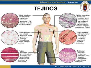 TEJIDOS
 