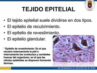 TEJIDO EPITELIAL
•   El tejido epitelial suele dividirse en dos tipos.
•   El epitelio de recubrimiento.
•   El epitelio de revestimiento.
•   El epitelio glandular.

* Epitelio de revestimiento: Es el que
recubre externamente la piel o
internamente los conductos y cavidades
huecas del organismo, en el que las
células epiteliales se disponen formando
láminas.
 