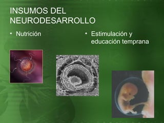 INSUMOS DEL NEURODESARROLLO Nutrición Estimulación y educación temprana 