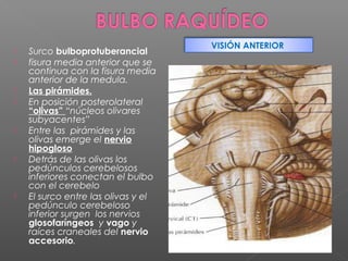VISIÓN ANTERIOR
   Surco bulboprotuberancial
   fisura media anterior que se
    continua con la fisura media
    anterior de la medula.
   Las pirámides.
   En posición posterolateral
    “olivas” “núcleos olivares
    subyacentes”
   Entre las pirámides y las
    olivas emerge el nervio
    hipogloso
   Detrás de las olivas los
    pedúnculos cerebelosos
    inferiores conectan el bulbo
    con el cerebelo
   El surco entre las olivas y el
    pedúnculo cerebeloso
    inferior surgen los nervios
    glosofaríngeos y vago y
    raíces craneales del nervio
    accesorio.
 