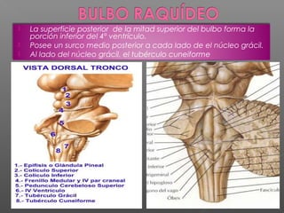   La superficie posterior de la mitad superior del bulbo forma la
    porción inferior del 4º ventrículo.
   Posee un surco medio posterior a cada lado de el núcleo grácil.
   Al lado del núcleo grácil, el tubérculo cuneiforme
 