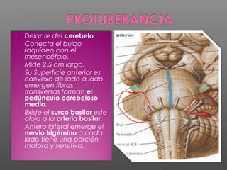    Delante del cerebelo.
   Conecta el bulbo
    raquídeo con el
    mesencéfalo.
   Mide 2.5 cm largo.
   Su Superficie anterior es
    convexa de lado a lado
    emergen fibras
    transversas forman el
    pedúnculo cerebeloso
    medio.
   Existe el surco basilar este
    aloja a la arteria basilar.
   Antero lateral emerge el
    nervio trigémino a cada
    lado tiene una porción
    motora y sensitiva.
 