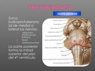 VISIÓN ANTERIOR
   Surco
    bulboprotuberanc
    ial de medial a
    lateral los nervios:
         1.    abducens
              (motor ocular
              externo)
         2.   facial
         3.   Vestibulococlear
   La parte posterior
    forma la mitad
    superior del piso
    del 4º ventrículo.
 