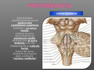 VISIÓN POSTERIOR
               Esta limitada
        posteriormente por el
                 pedúnculos
       cerebelosos superiores
          Limitada x un surco
                   medio.
              Lateral al surco
               encontramos la
            eminencia media,
          limitada por el surco
             limitante a la ves.
     Inferiormente el colículo
                   facial.
              Fuera del surco
           limitante se haya el
               área vestibular
           “núcleos vestibular”
 
